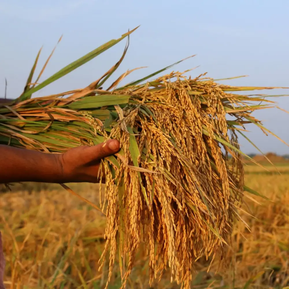 Clients IFD Logistics Sierra Leone