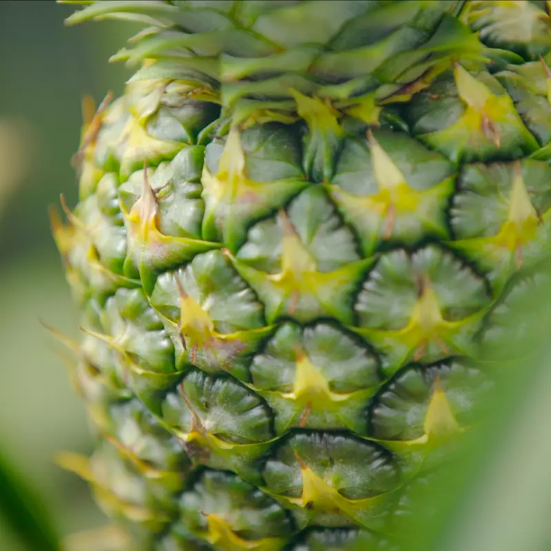 Sierra Tropical Ltd, subsidiary of Dole Foods 2019 - 2025